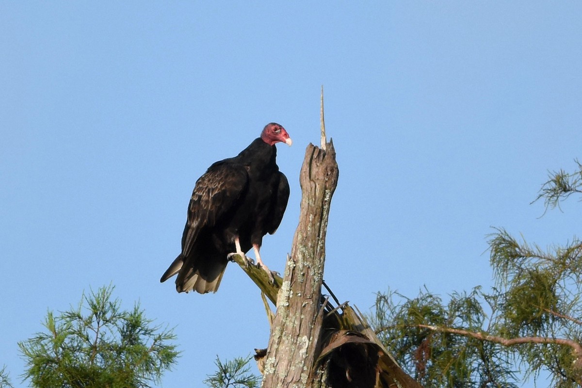 Turkey Vulture - ML172205931