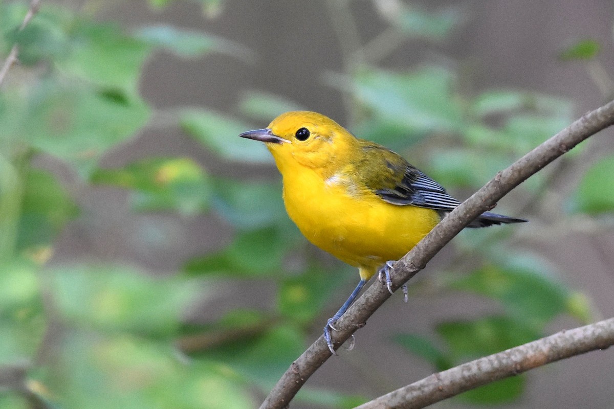 Prothonotary Warbler - ML172206001