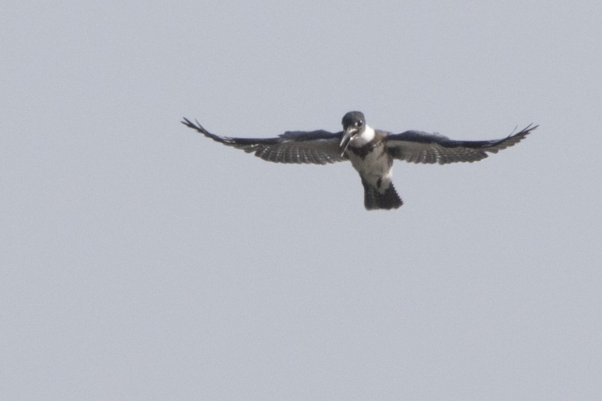 Belted Kingfisher - ML172206421