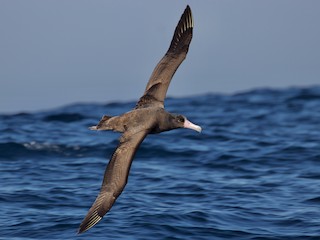 Short-tailed Albatross - eBird