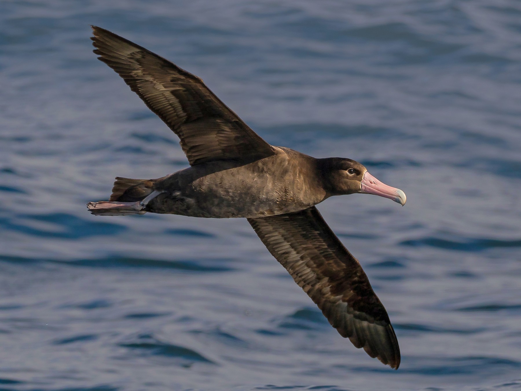 Short-tailed Albatross - Melissa Hafting