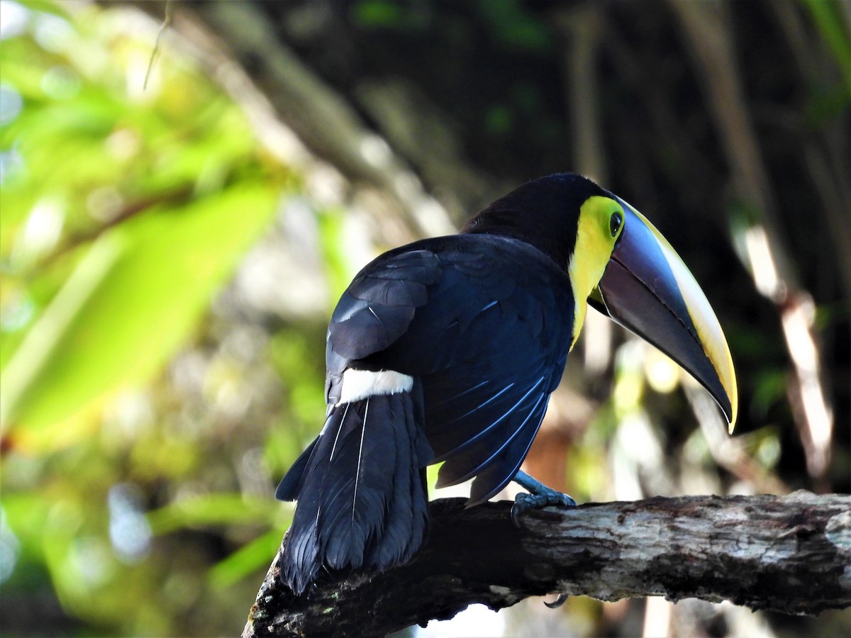 Yellow-throated Toucan (Chestnut-mandibled) - ML172210131
