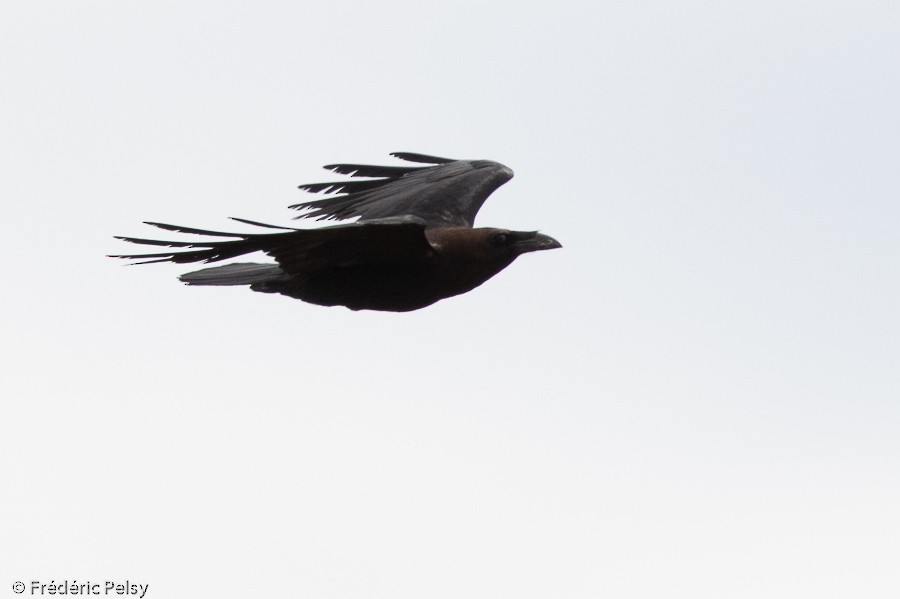 Brown-necked Raven - Frédéric PELSY