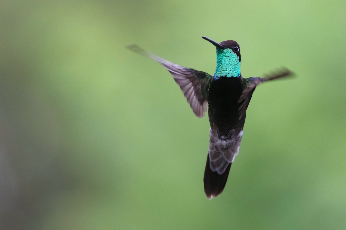 kolibřík skvostný - ML172210231
