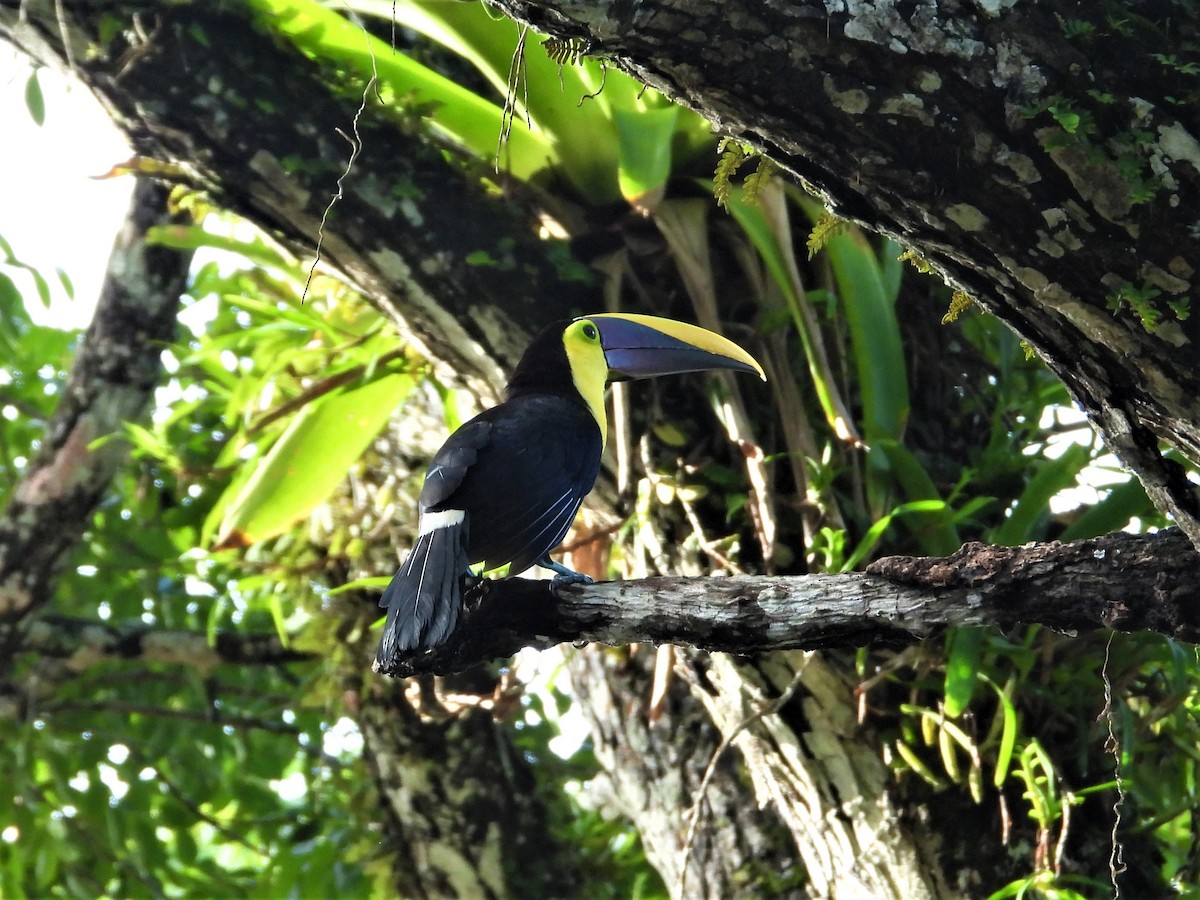 Yellow-throated Toucan (Chestnut-mandibled) - ML172210251