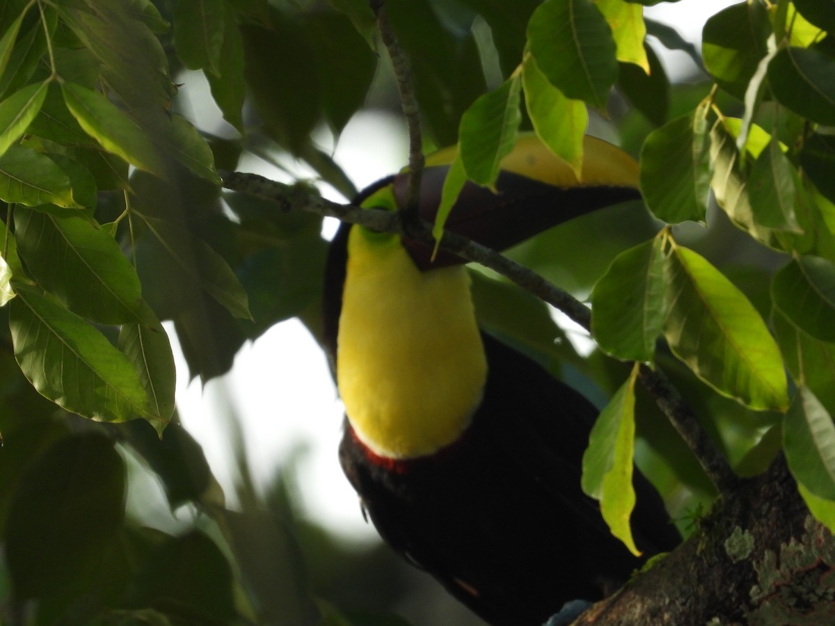 Yellow-throated Toucan (Chestnut-mandibled) - ML172210681