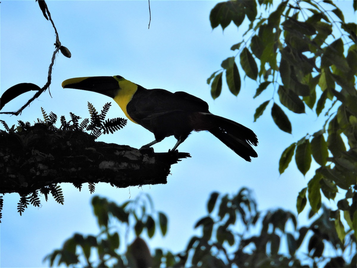Yellow-throated Toucan (Chestnut-mandibled) - ML172211141