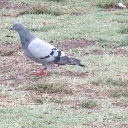 Rock Pigeon (Feral Pigeon) - ML172211251
