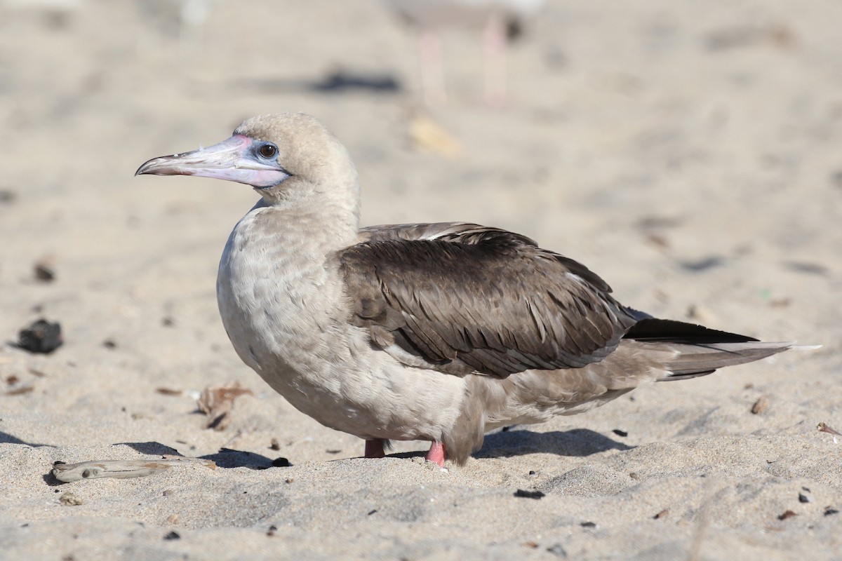 Red-footed Booby - ML172212631