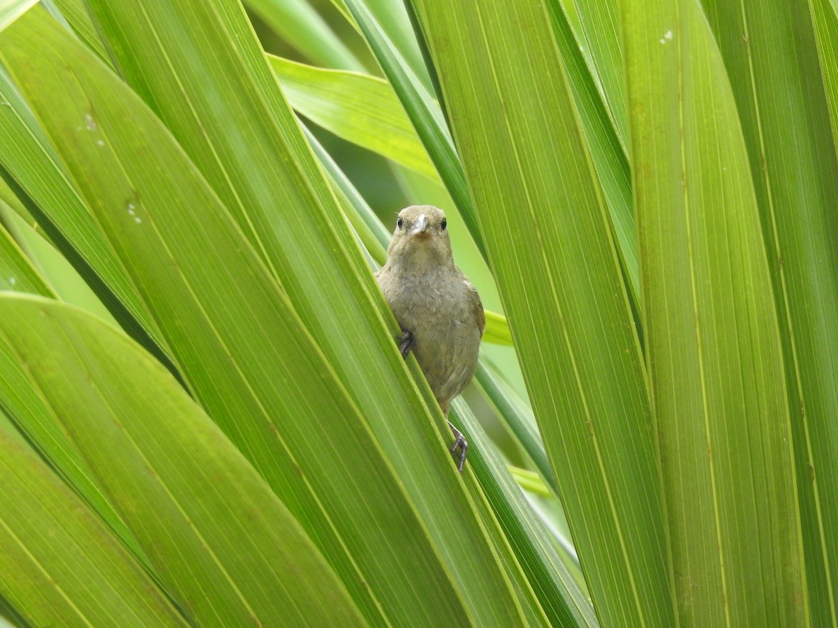 Barbados Bullfinch - Heidi  Viteri