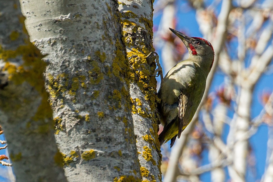 Iberian Green Woodpecker - Andy Butler