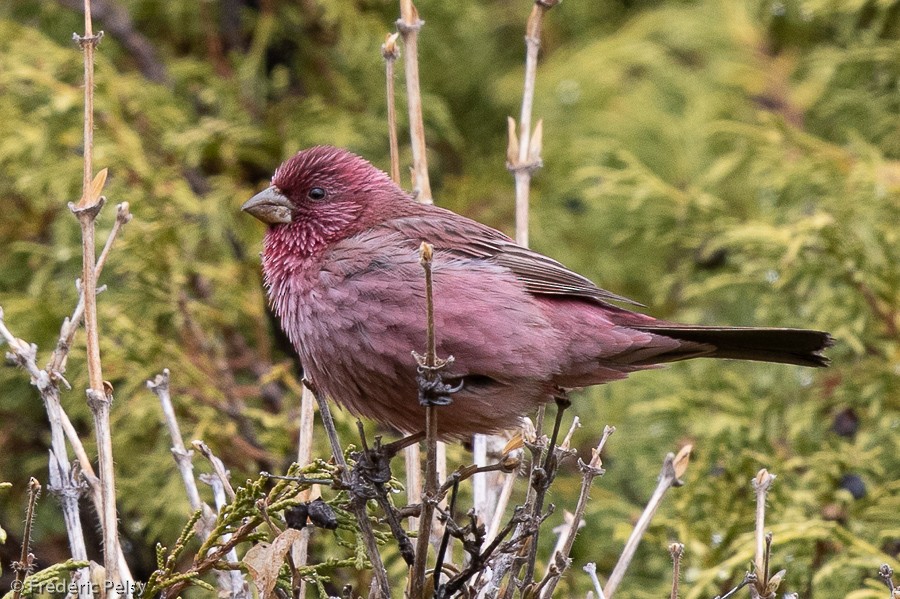 Red-mantled Rosefinch - ML172214021