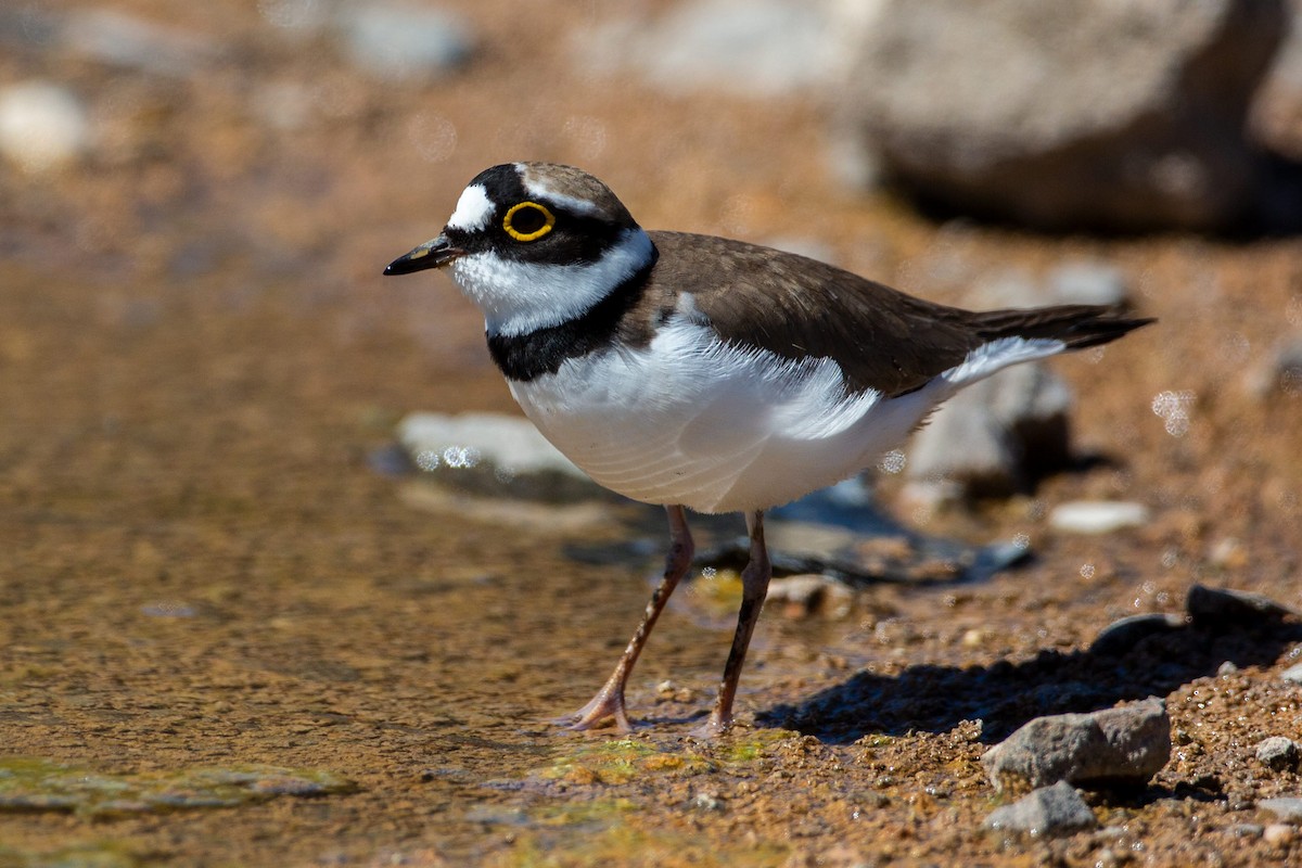 Little Ringed Plover - Andy Butler