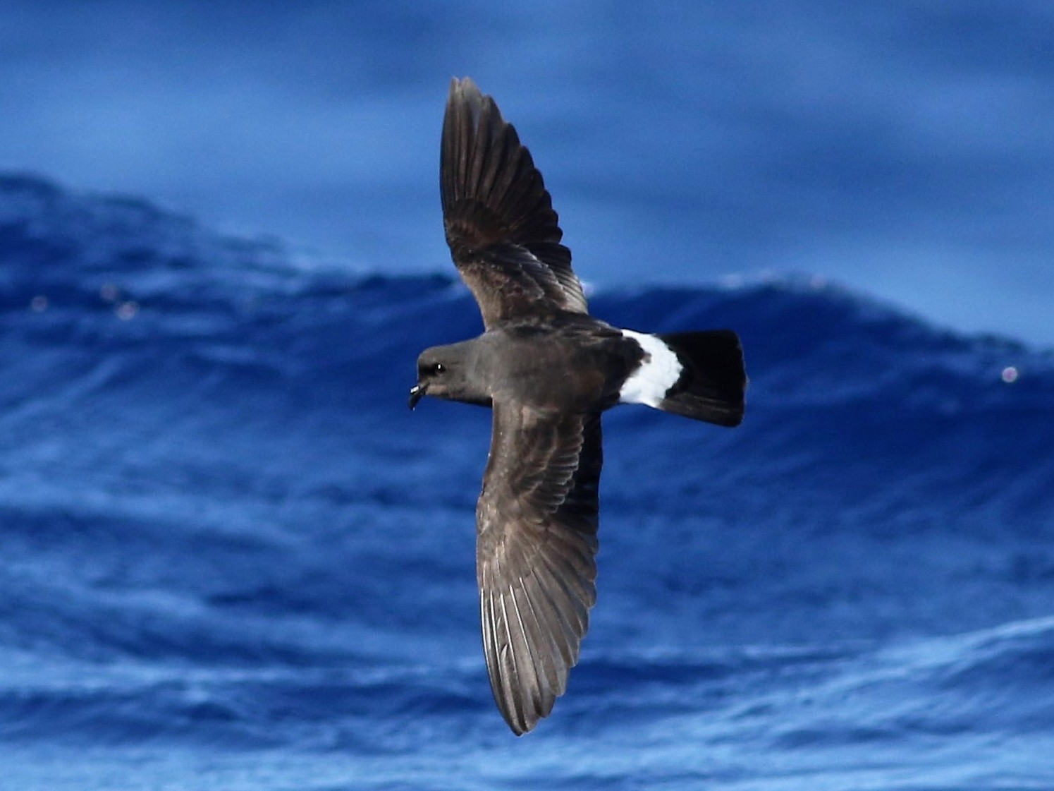 European Storm-Petrel - Peter Flood