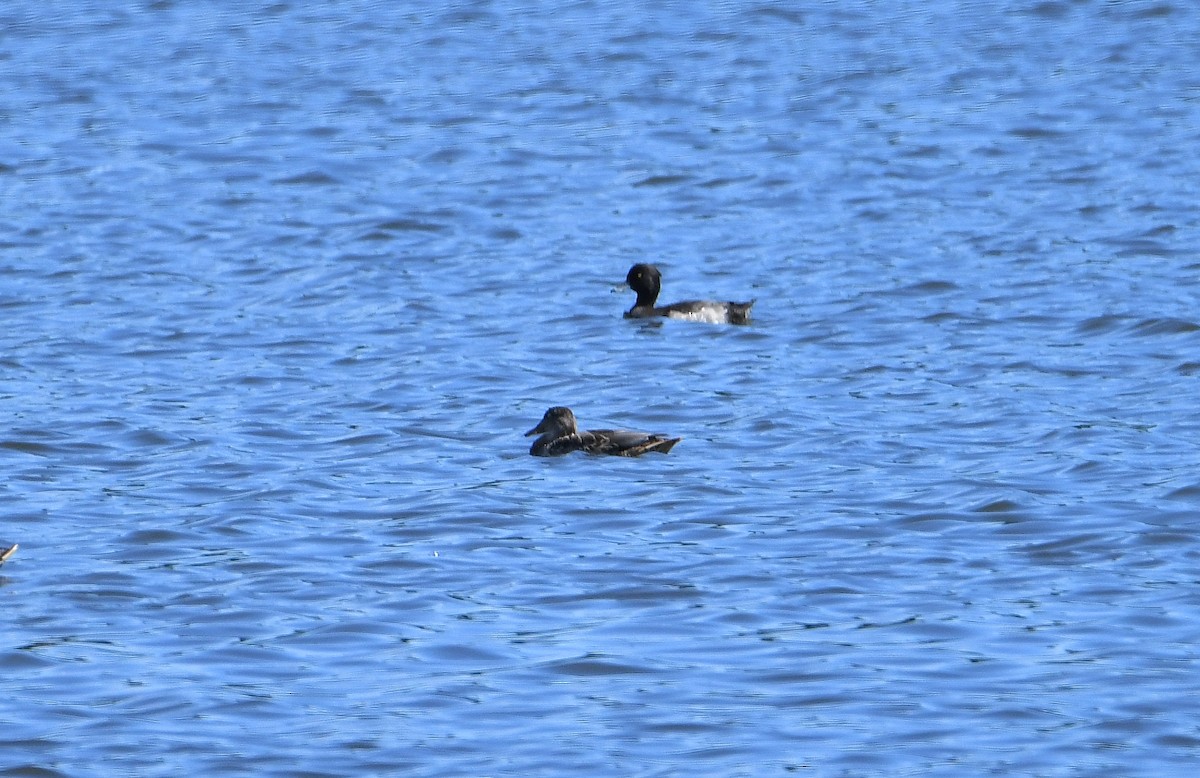 Tufted Duck - ML172225471