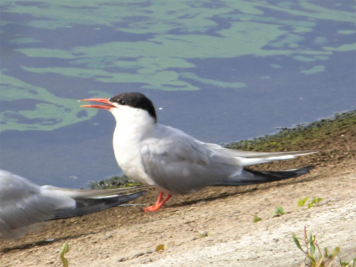 Common Tern - Mike Tuer