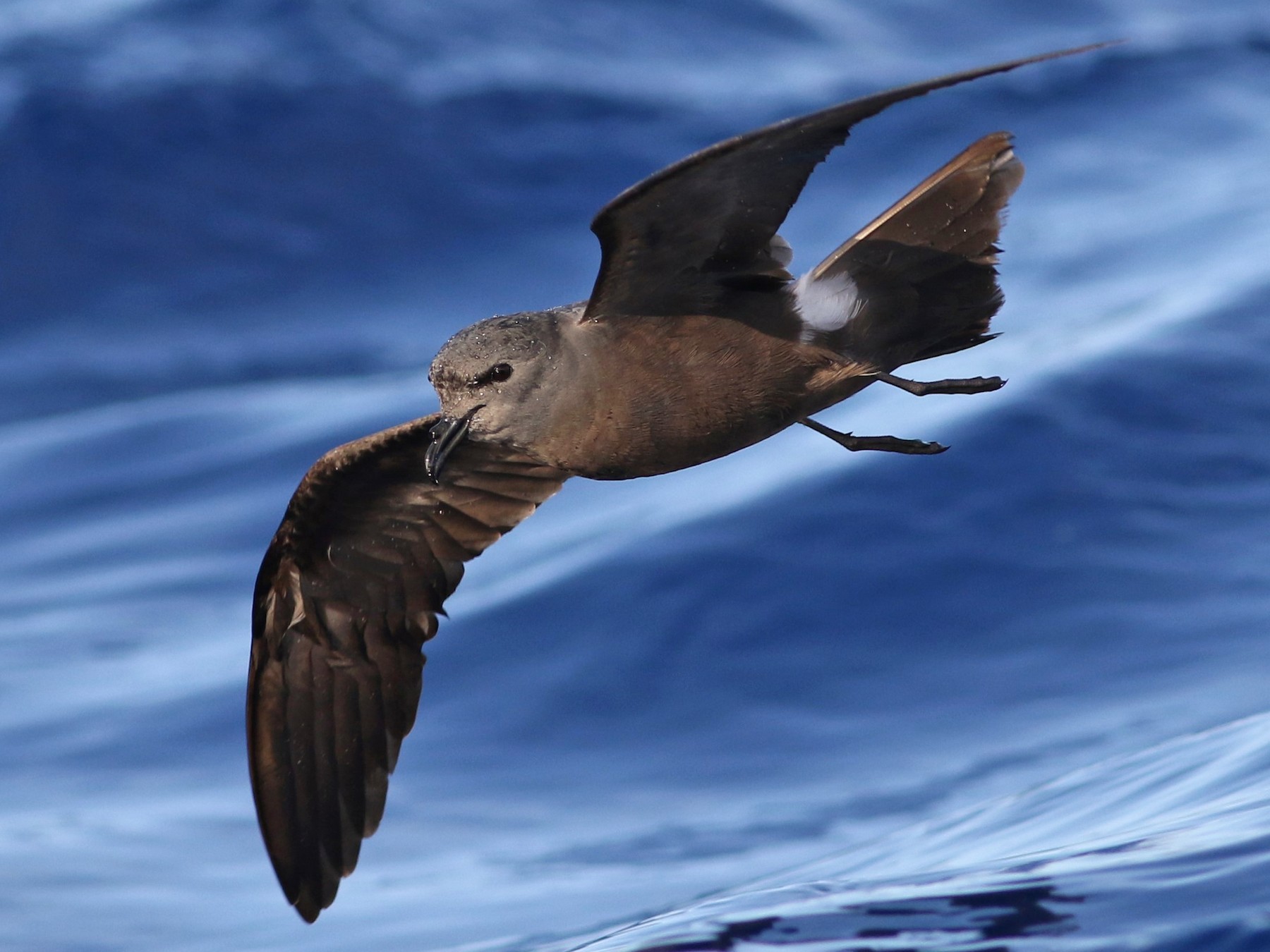 Leach's Storm-Petrel - Peter Flood