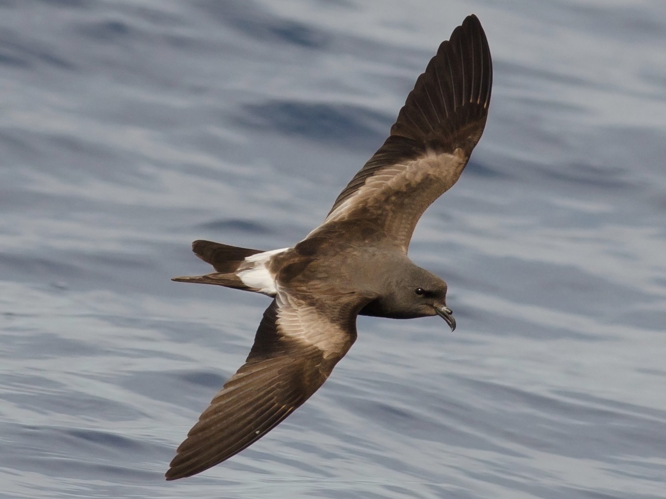 Leach's Storm-Petrel - Alix d'Entremont