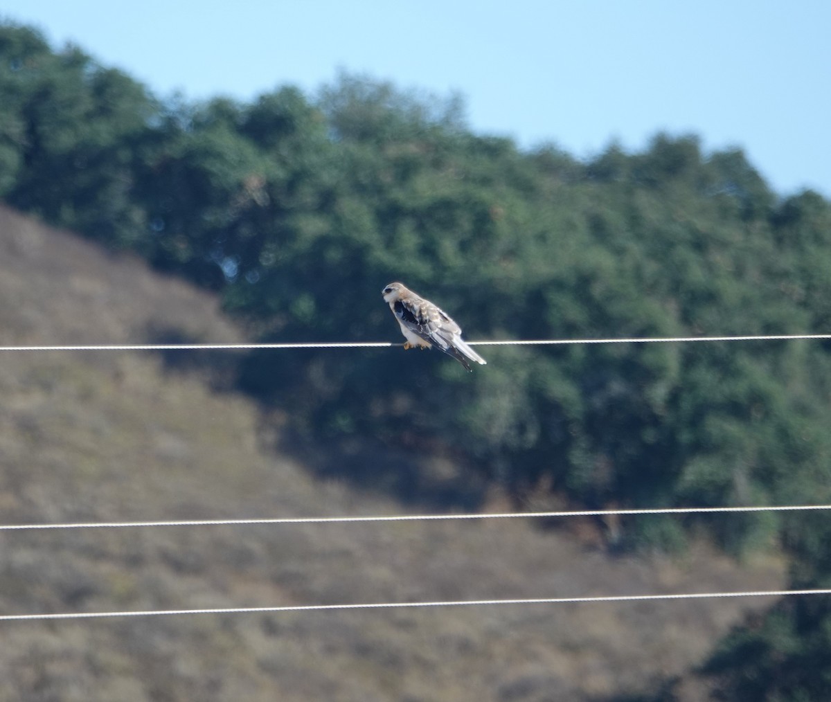 White-tailed Kite - ML172231271