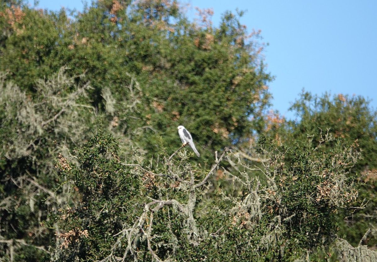 White-tailed Kite - ML172231391