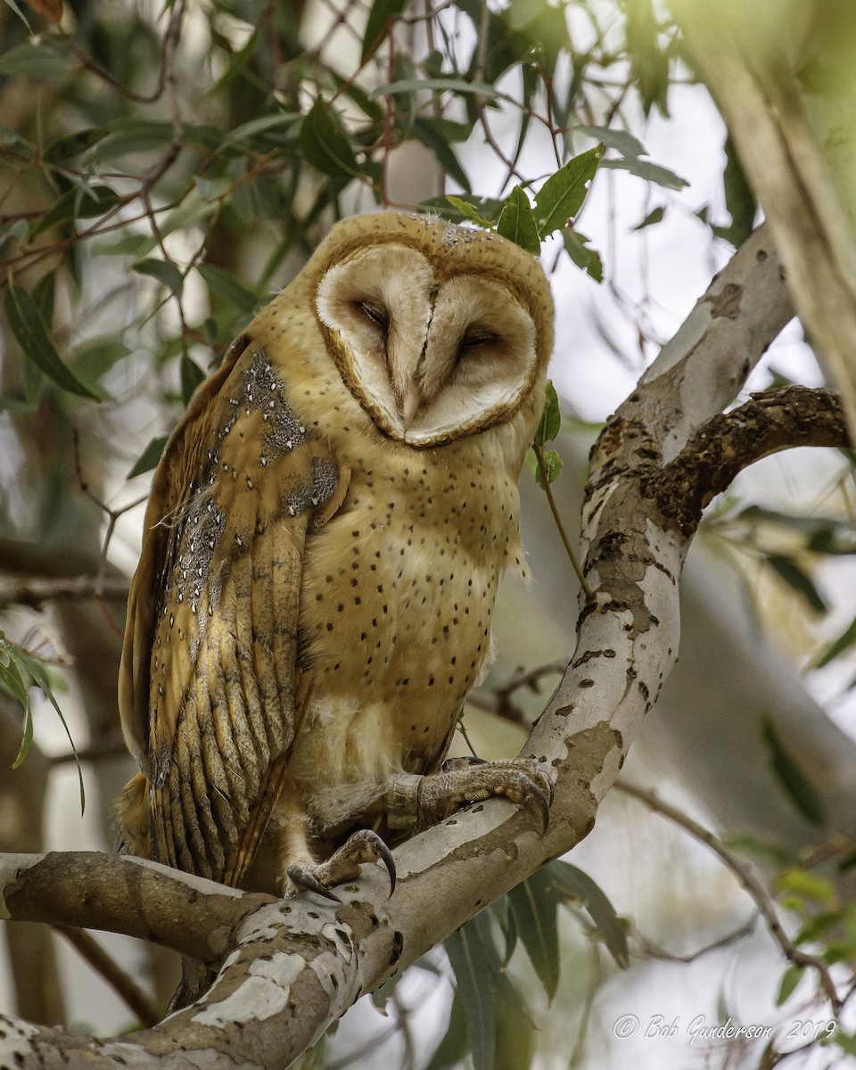 Barn Owl - Bob Gunderson