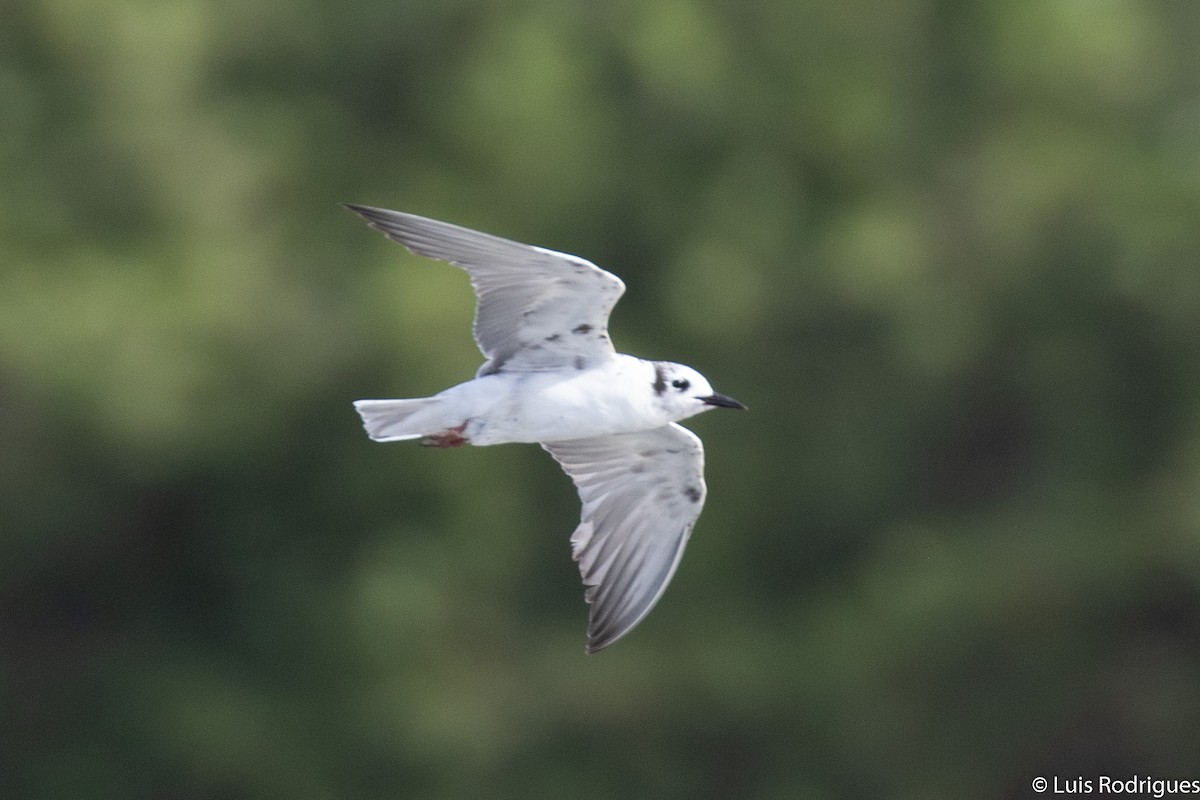 White-winged Tern - ML172233271