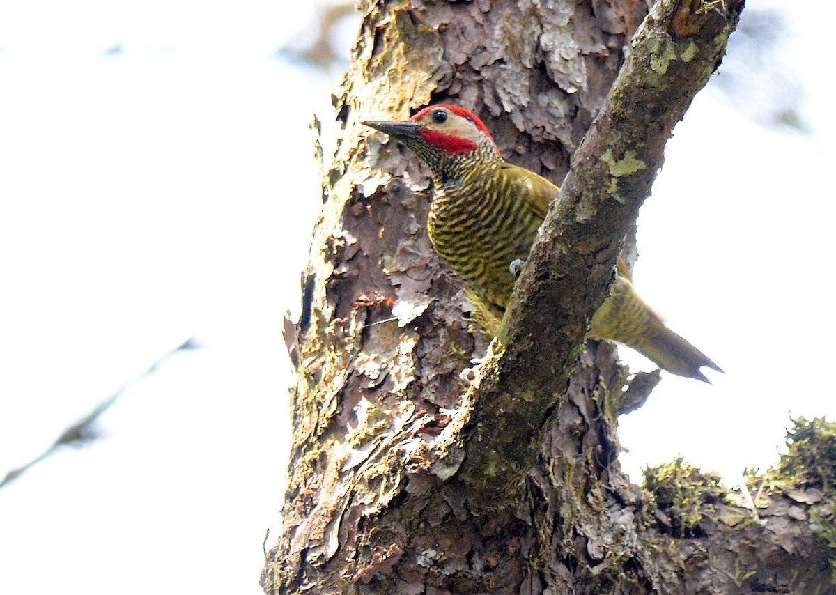 Golden-olive Woodpecker - Charles Hundertmark