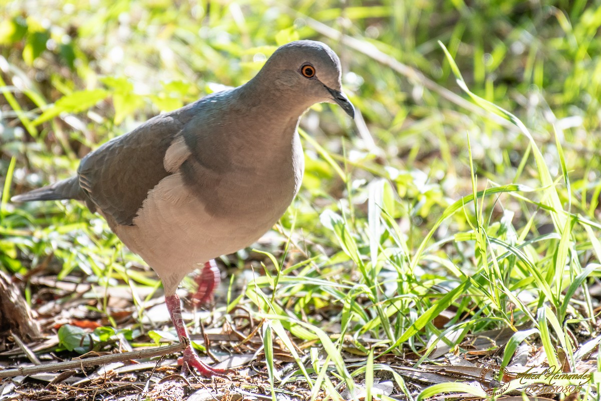 White-tipped Dove - Amed Hernández