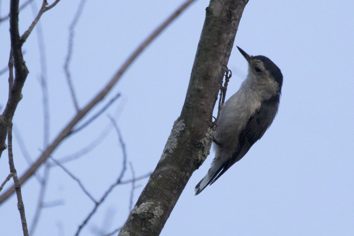 White-breasted Nuthatch - Michael Bowen