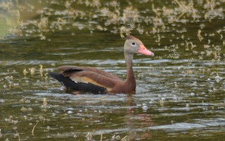Black-bellied Whistling-Duck, ML172241511
