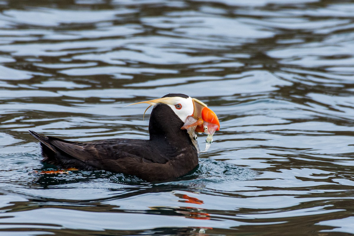 Tufted Puffin - ML172245401