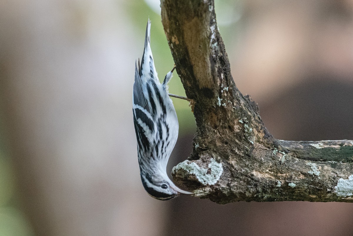 Black-and-white Warbler - ML172246271