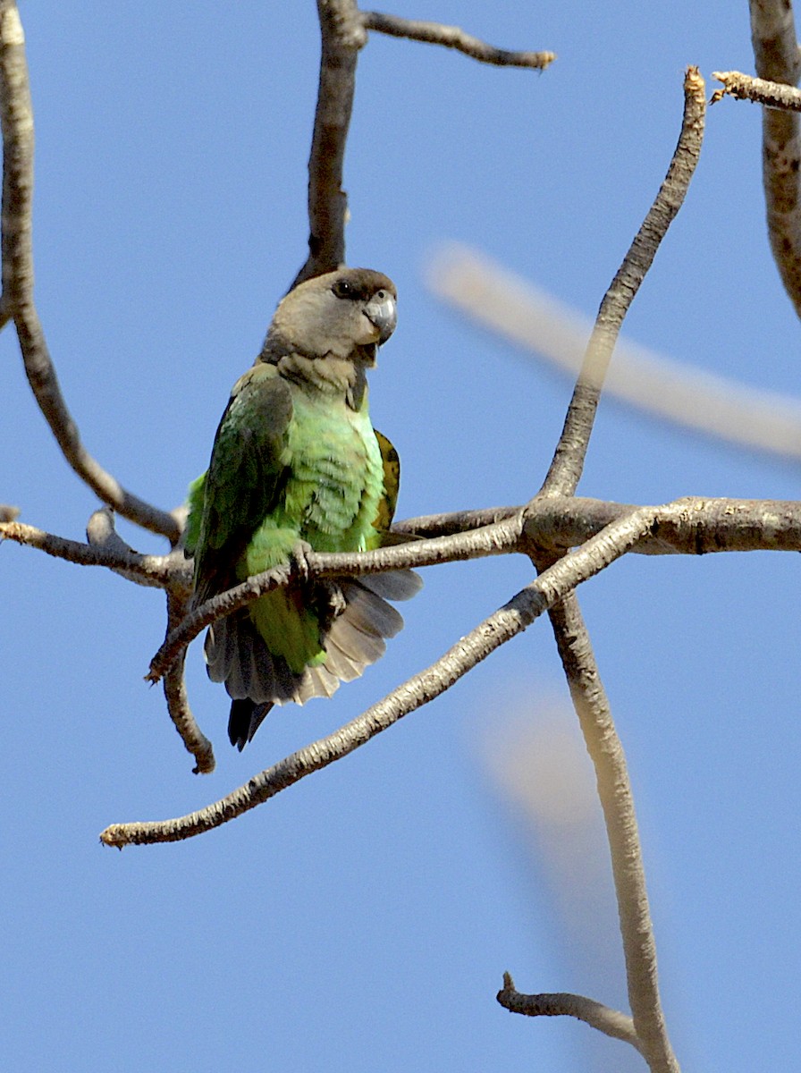 Brown-headed Parrot - Andrew Mack