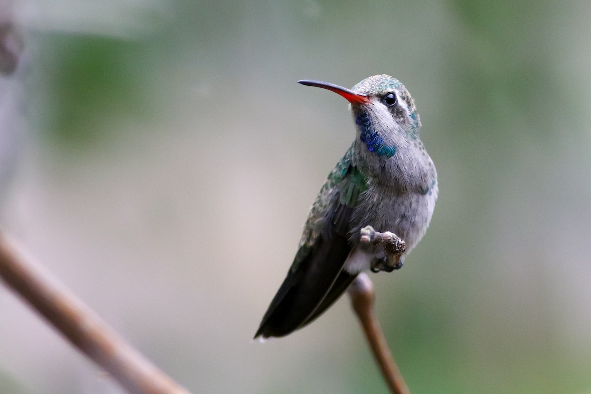 Broad-billed Hummingbird - ML172249541