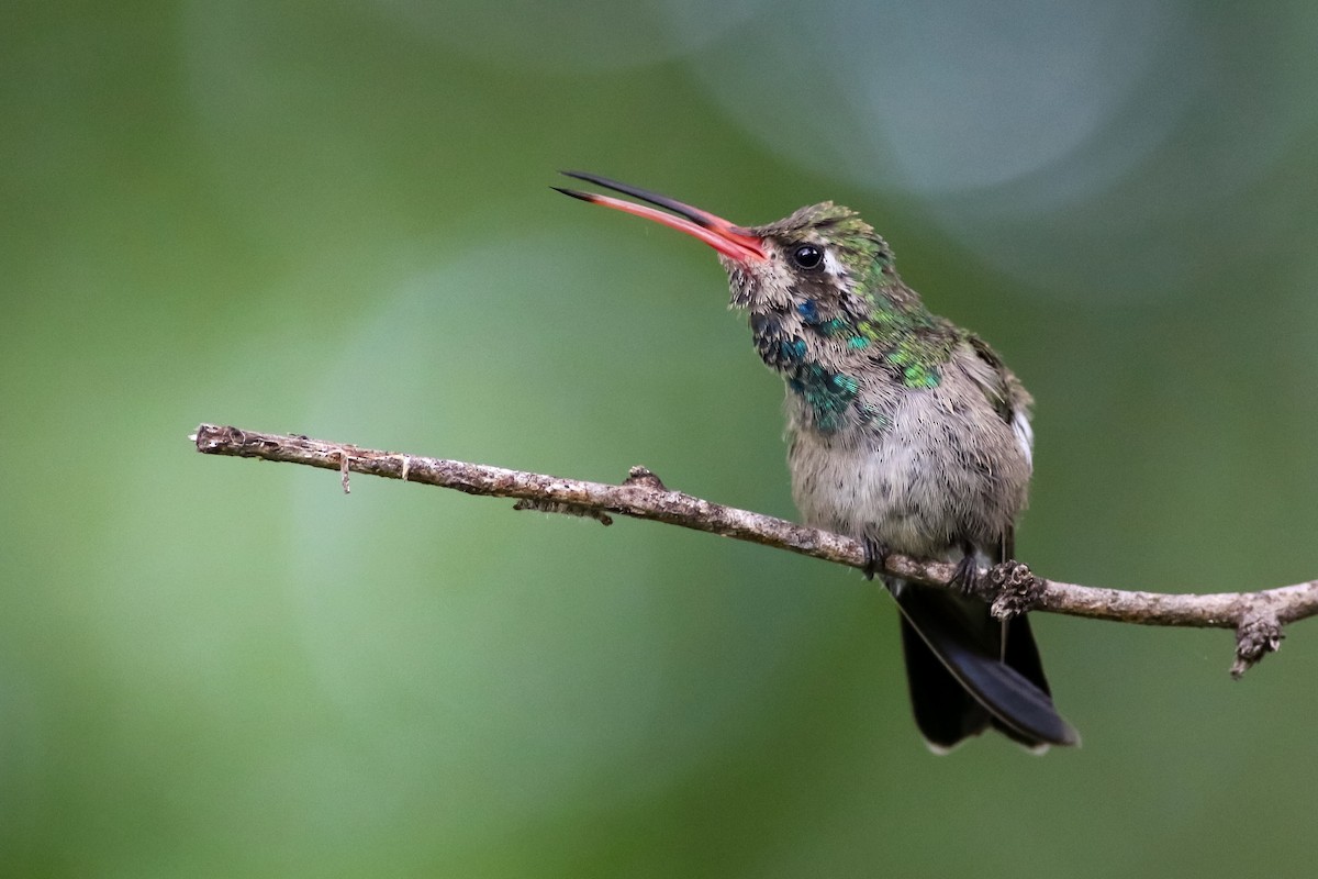 Broad-billed Hummingbird - ML172249561