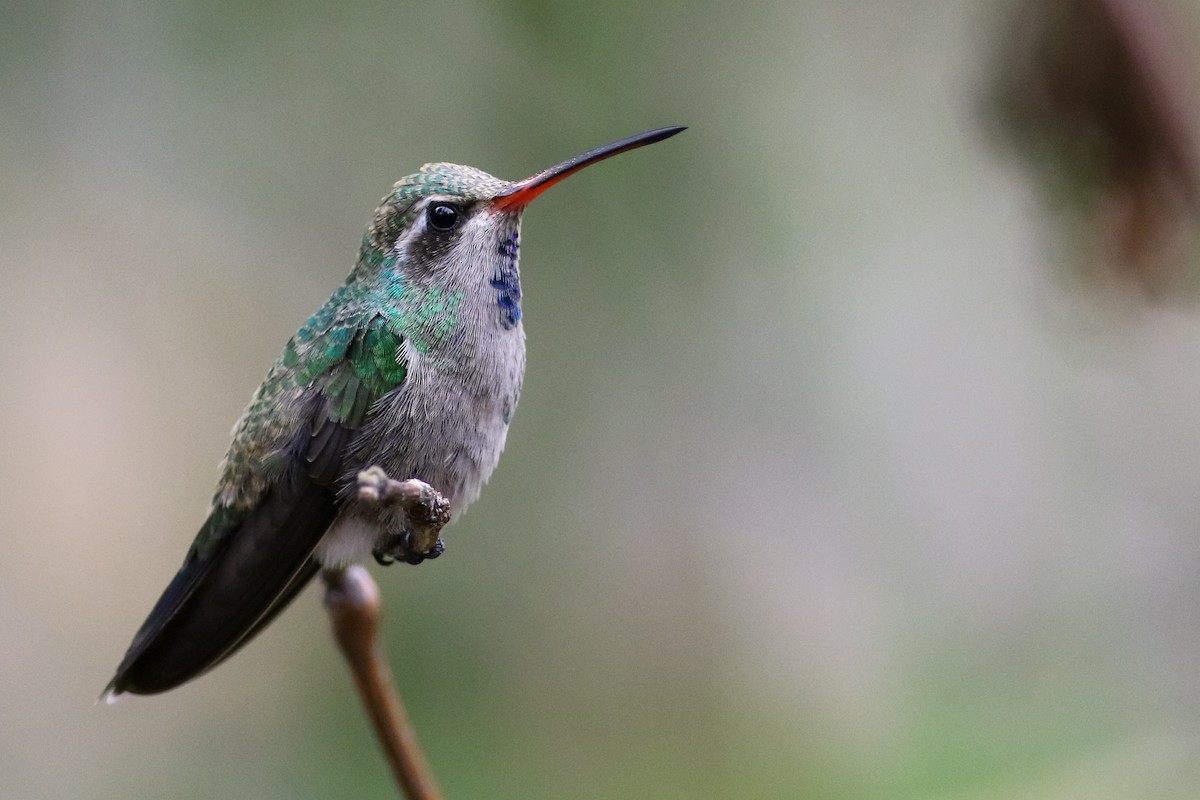 Broad-billed Hummingbird - Max Nootbaar