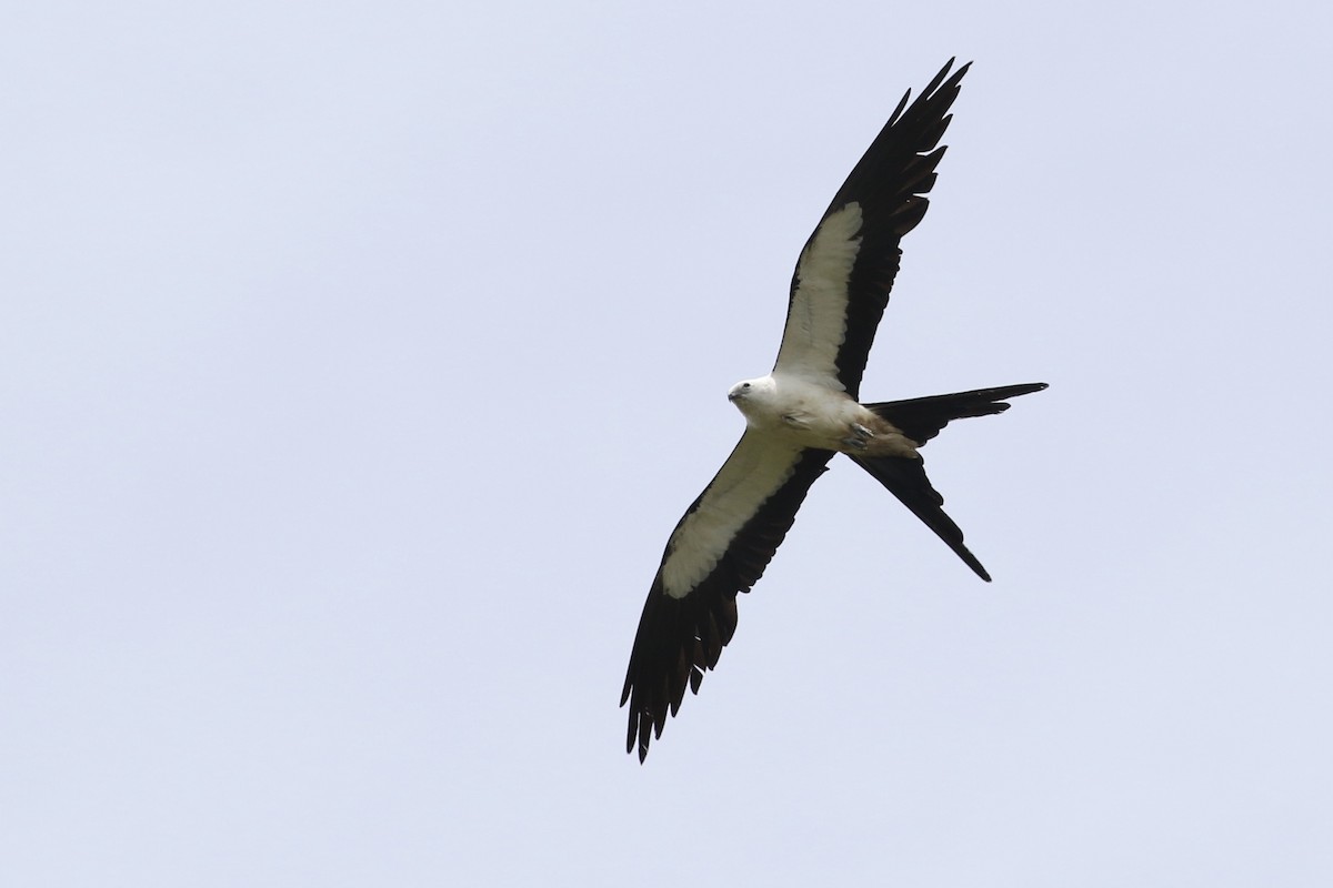 Swallow-tailed Kite - Max Nootbaar