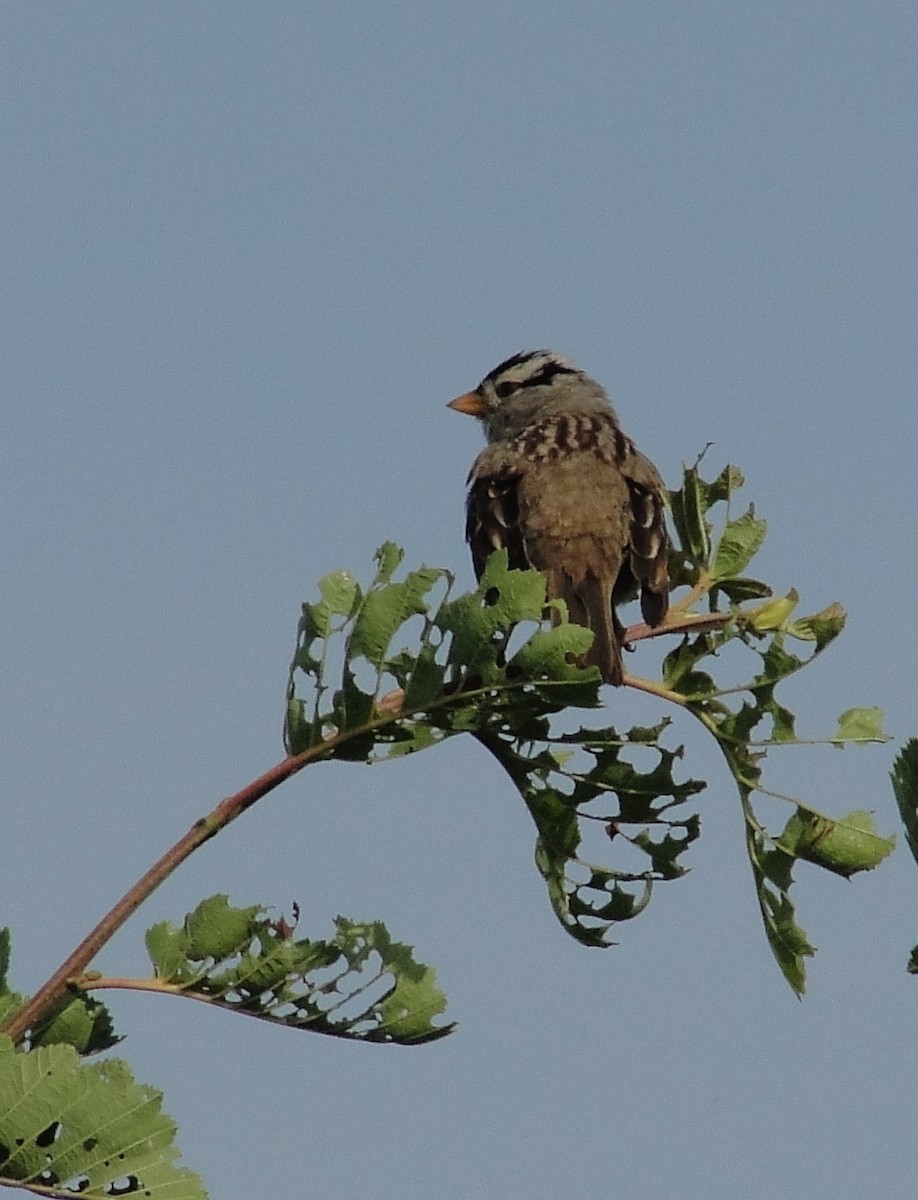 White-crowned Sparrow - ML172254021