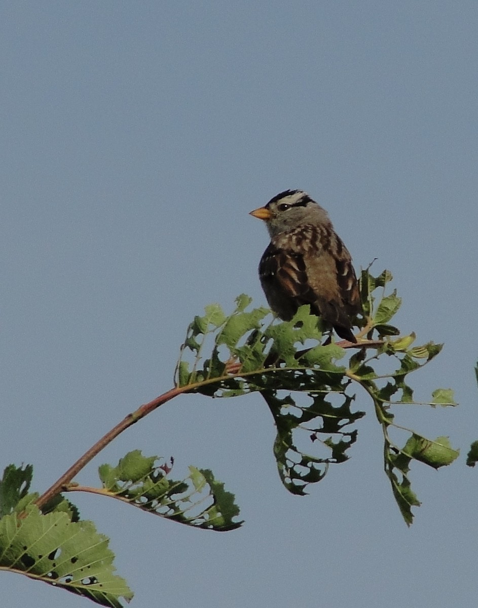 White-crowned Sparrow - ML172254031