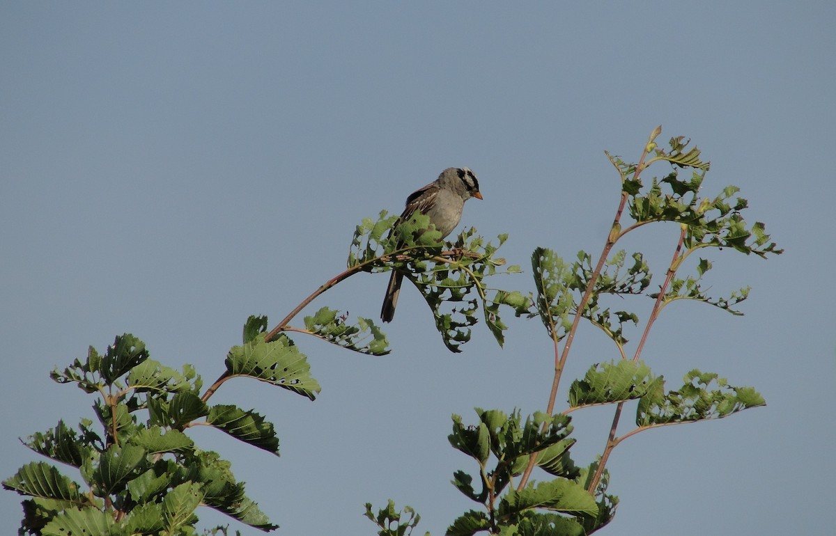 White-crowned Sparrow - ML172254051