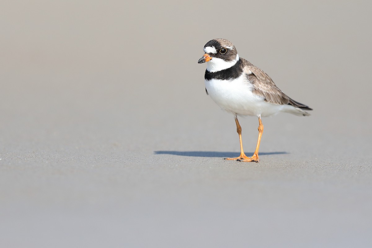 Semipalmated Plover - Brad Imhoff