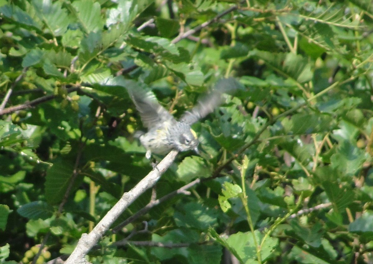 Yellow-rumped Warbler (Myrtle) - ML172254781