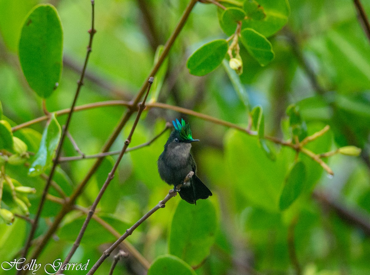 Antillean Crested Hummingbird - ML172255731
