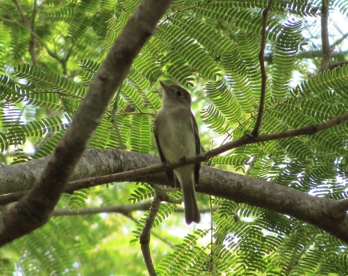 Northern Tropical Pewee - Dallas Levey