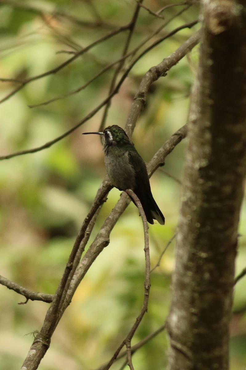 White-eared Hummingbird - ML172265121