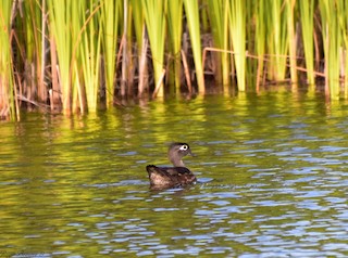 Wood Duck, ML172268461