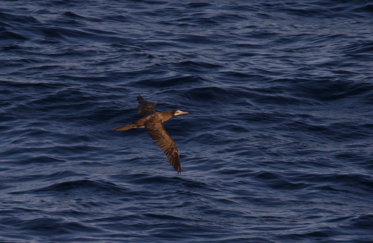 Brown Booby - ML172270331