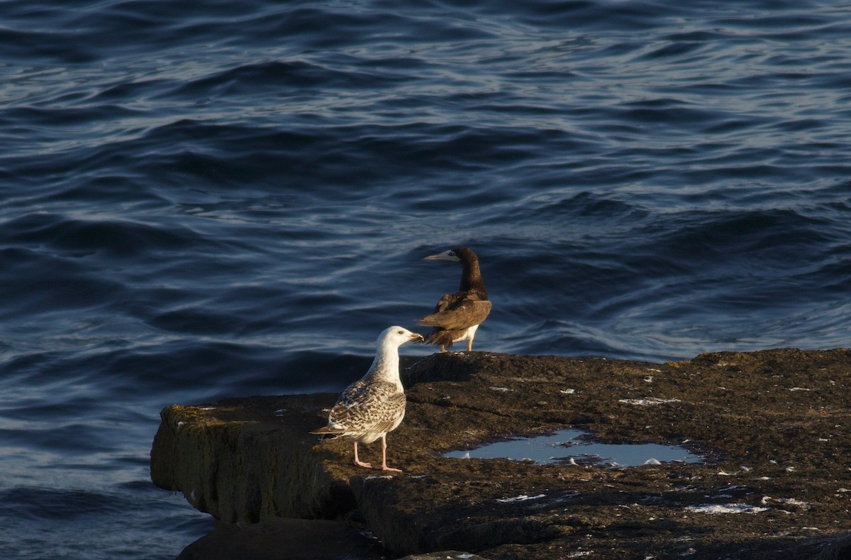 Brown Booby - ML172270361