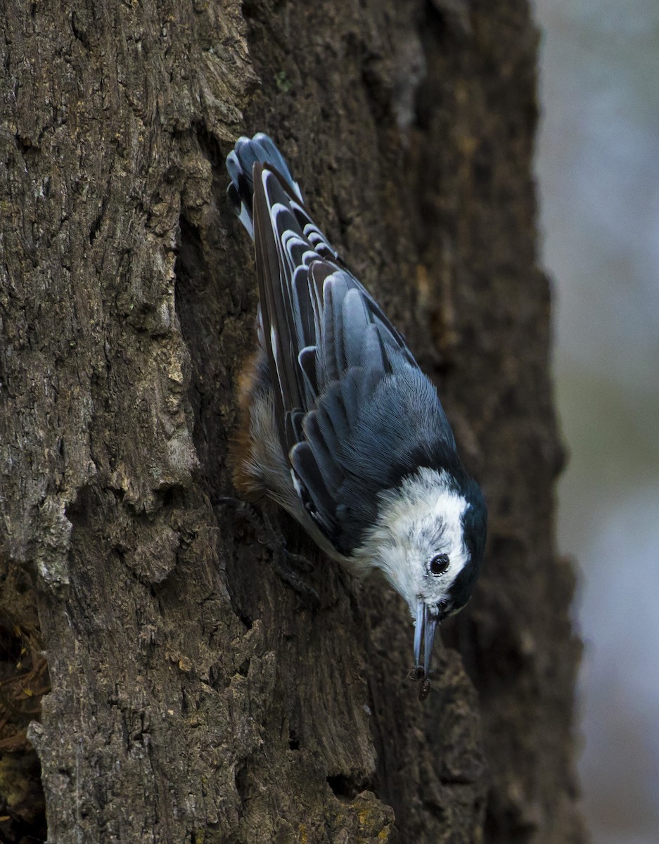 White-breasted Nuthatch - ML172270931