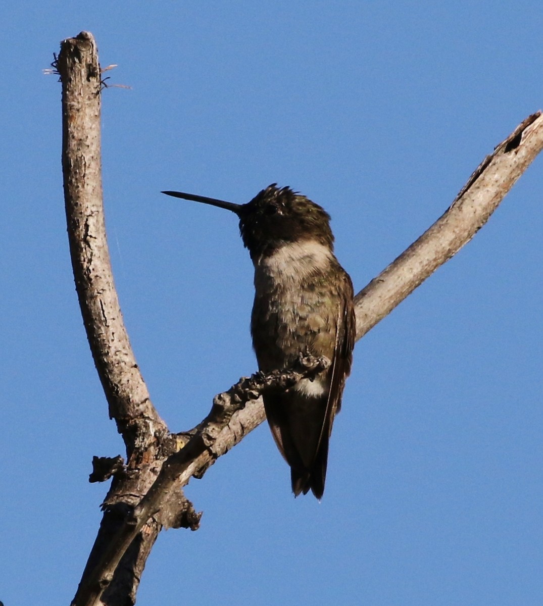 Black-chinned Hummingbird - ML172275921